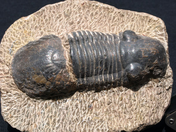 F004_Trilobite_Alnif_Morocco