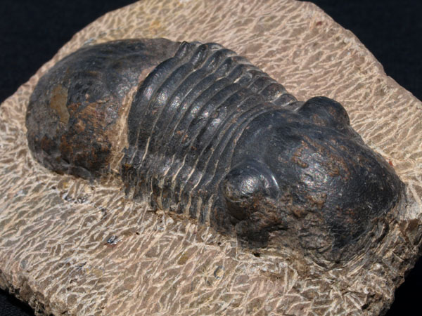 F004a_Trilobite_Alnif_Morocco