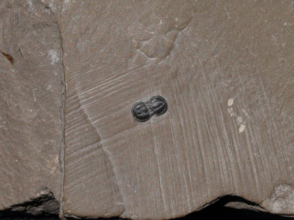 F006_Agnostid_Trilobite