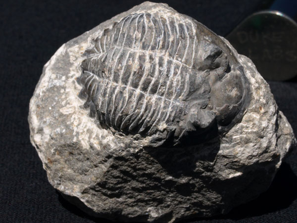 F007_Trilobite_Alnif_Morocco