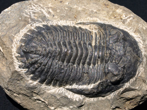F008_Trilobite_Alnif_Morocco