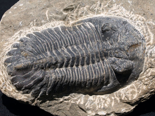 F009_Trilobite_Alnif_Morocco