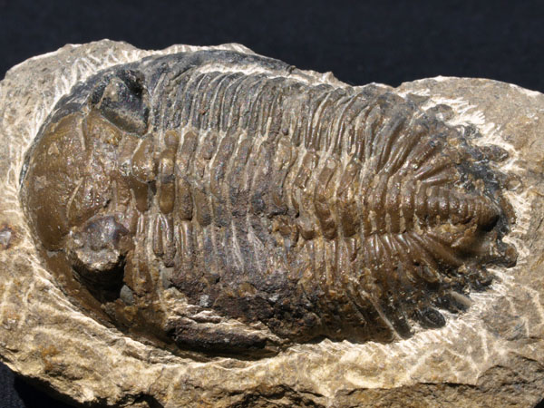 F010_Trilobite_Alnif_Morocco