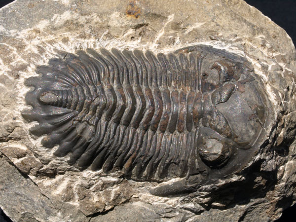 F011_Trilobite_Alnif_Morocco