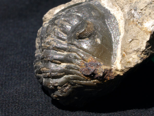 F013_Trilobite_Alnif_Morocco