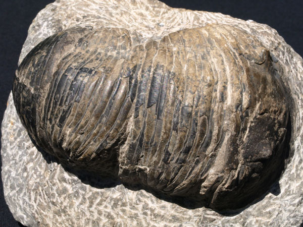 F014_Trilobite_Morocco