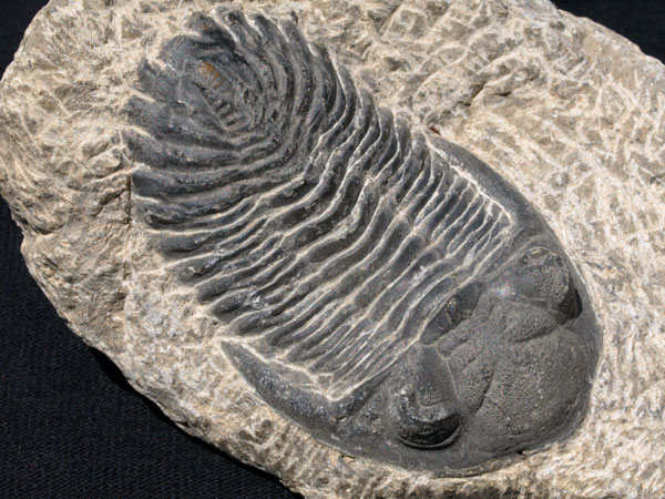 F016_Trilobite_Alnif_Morocco