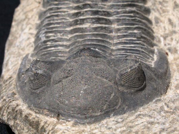 F016a_Trilobite_Alnif_Morocco