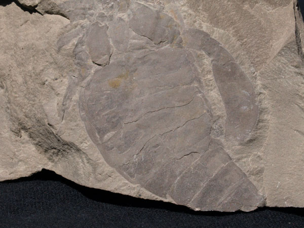 F018_Eurypterid_remipes_DeKay_HerkimerCounty_NY