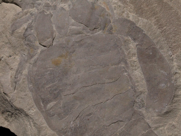 F018a_Eurypterid_remipes_DeKay_HerkimerCounty_NY