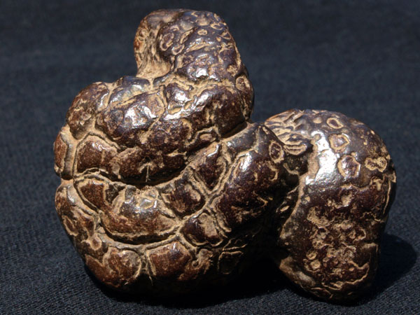 F022_Coprolite