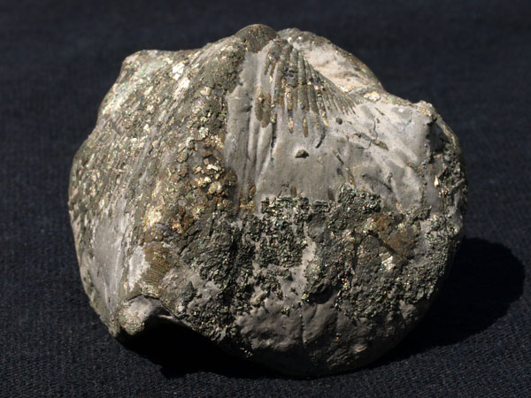 F024_PyritizedBrachiopod_Sylvania_PA