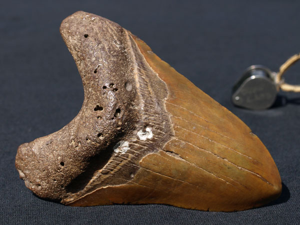 F026_Megalodon_NC
