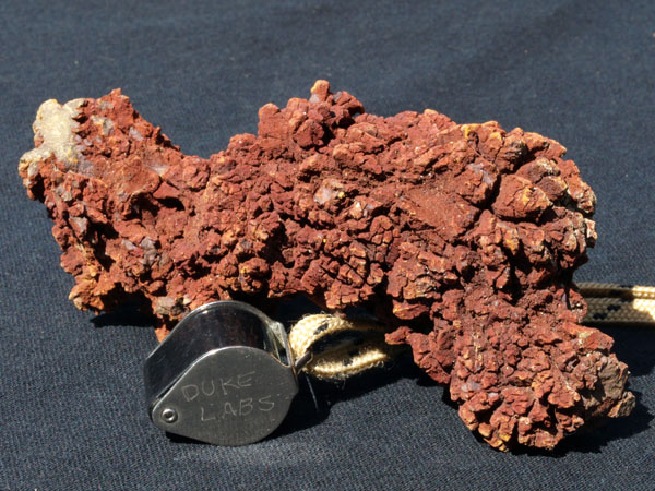 F028_Coprolite_Morocco