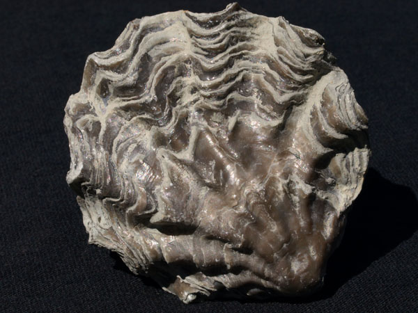 F029_Oyster_Casamarca_Peru