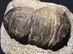 F014_Trilobite_Morocco