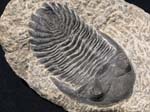 F016_Trilobite_Alnif_Morocco