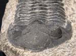 F016a_Trilobite_Alnif_Morocco