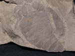 F018_Eurypterid_remipes_DeKay_HerkimerCounty_NY