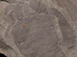 F018a_Eurypterid_remipes_DeKay_HerkimerCounty_NY