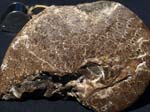 F020_Ammonite_Brazil