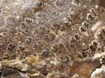 F020a_Ammonite_Brazil