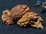 F021_Coprolite_Madagascar