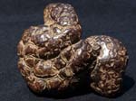 F022_Coprolite
