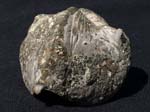 F024_PyritizedBrachiopod_Sylvania_PA