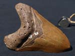 F026_Megalodon_NC