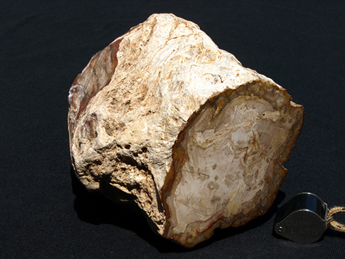 %_tempFileName0478_PetrifiedWood_Madagascar%