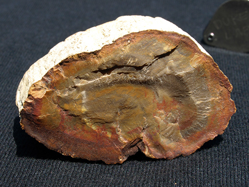 %_tempFileName0517_PetrifiedWood_Madagascar%