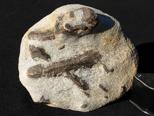 %_tempFileName0810_Staurolite_USSR%