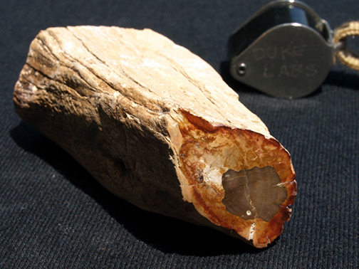 %_tempFileName0895_PetrifiedWood_Madagascar%