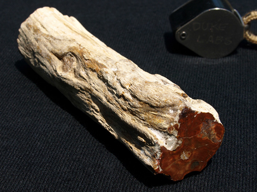 %_tempFileName0898a_PetrifiedWood_Madagascar%