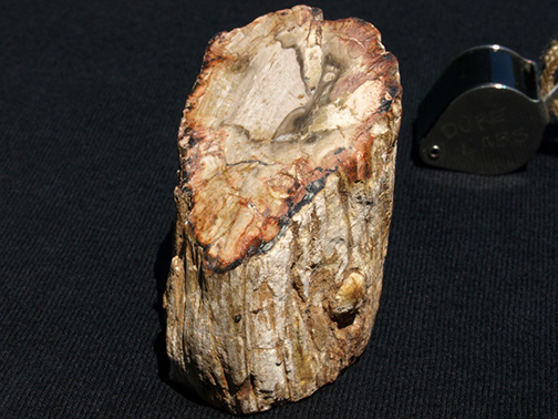 %_tempFileName0901a_PetrifiedWood_Madagascar%