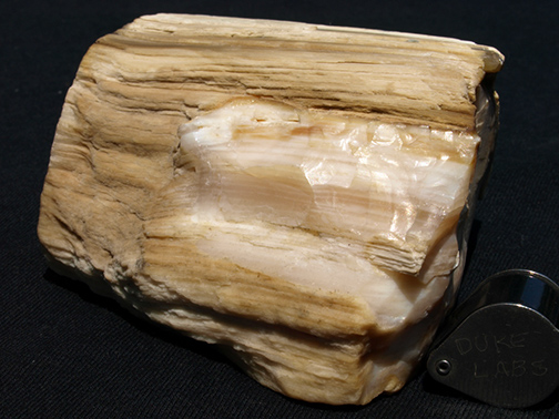 %_tempFileName0914_PetrifiedWood_Madagascar%