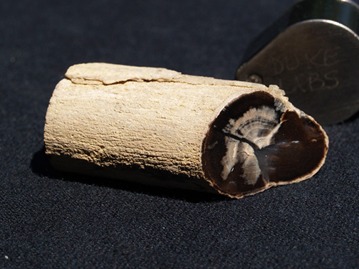 %_tempFileName0981a_Petrified%20Wood_AZ_USA%