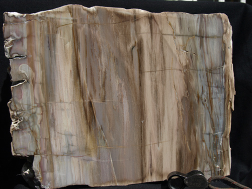 %_tempFileName1170a-1_Petrified%20Wood_Brazil%