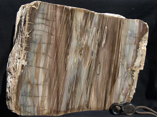 %_tempFileName1170a-4_Petrified%20Wood_Brazil%