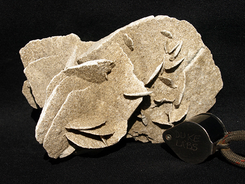 %_tempFileName1195a_Selenite%20Rose_Mexico%