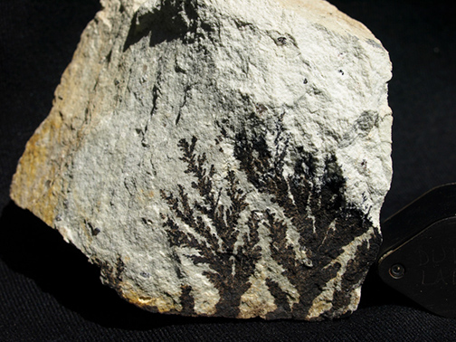 %_tempFileName1493a_Pyrolusite%20Dendrites%