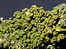 %_tempFileName0250c_Pyromorphite_France%