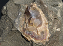 %_tempFileName0350b_Agate_HoudailleQuarry_Montclair_NJ%