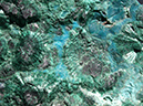 %_tempFileName0485c_Chrysocolla_Chile%
