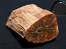 %_tempFileName0900_PetrifiedWood_Madagascar%
