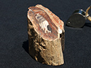 %_tempFileName0902_PetrifiedWood_Madagascar%
