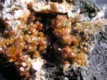 2178b_Vanadinite_Chihuahua_Mexico