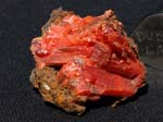 2507a_Crocolite_Dundas_Tasmania_Australia