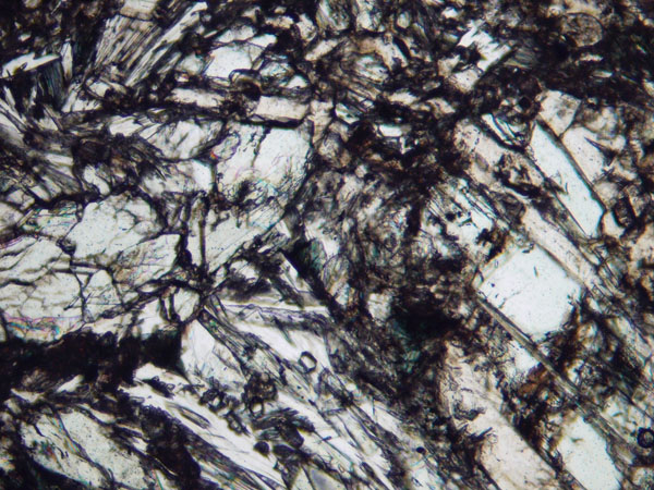N578-03c_OsPL